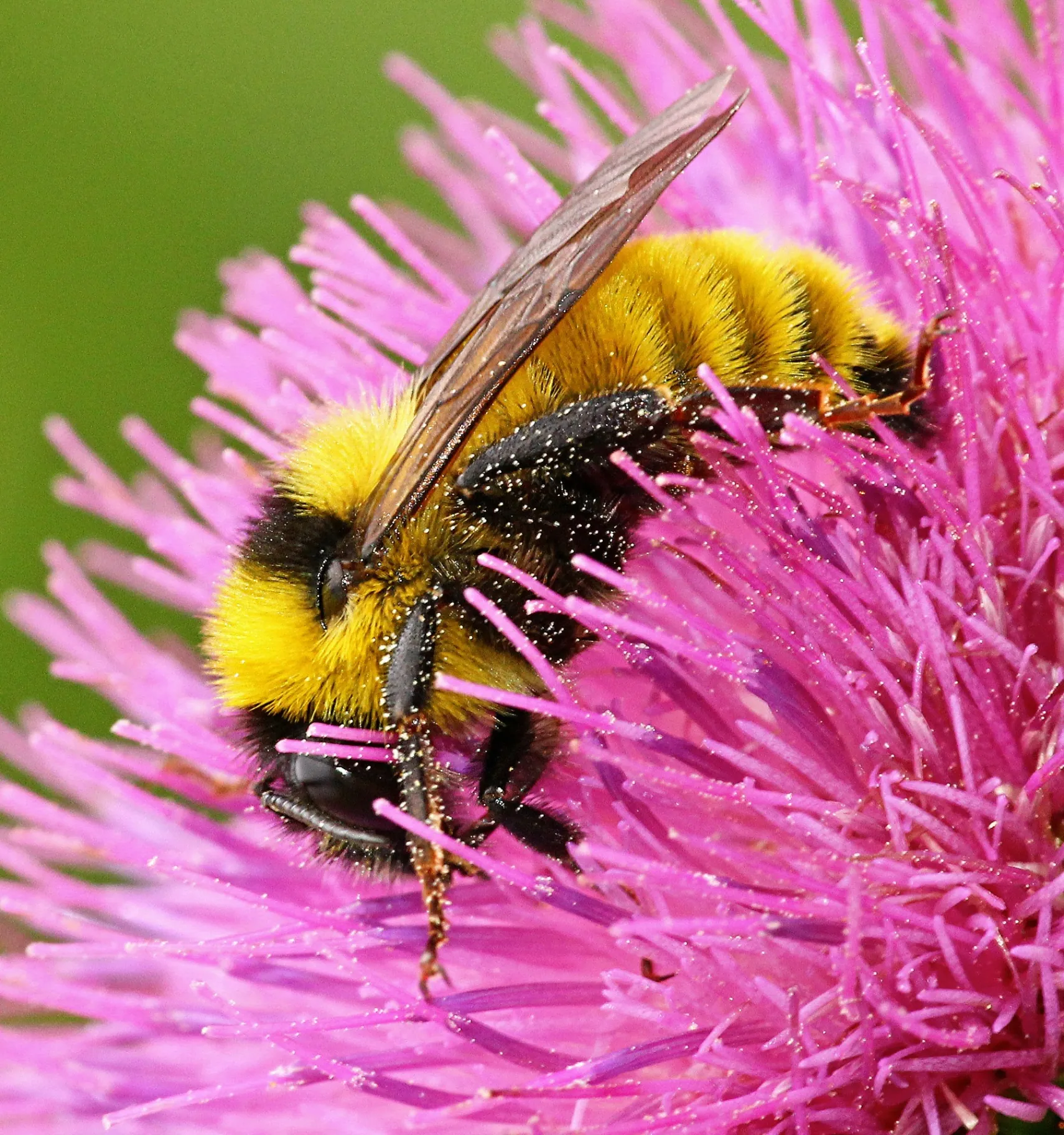 Biodiversity as supply signal